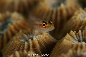 Goby on honeycomb coral by Stan Flachs 
